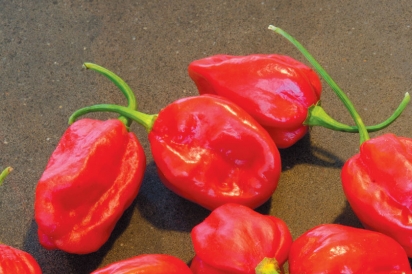Tobago Peppers